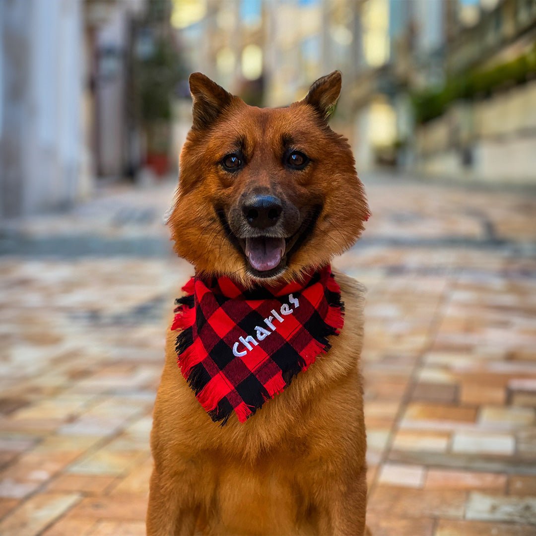 Personalized plaid dog outlet collars